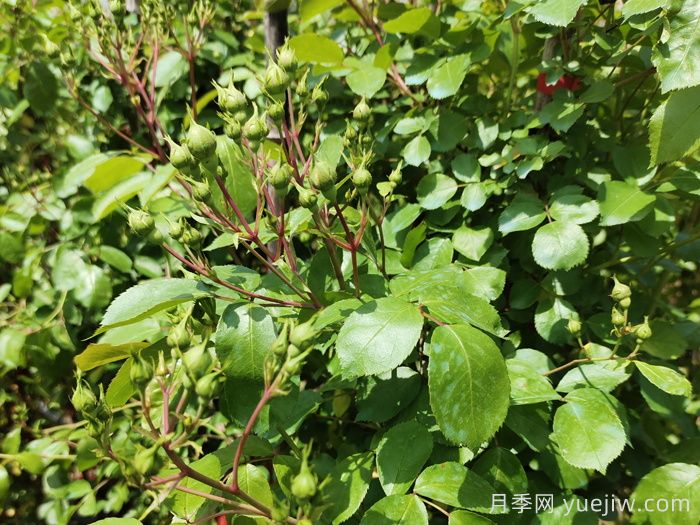 月季花苞期養(yǎng)護辦法(圖1)