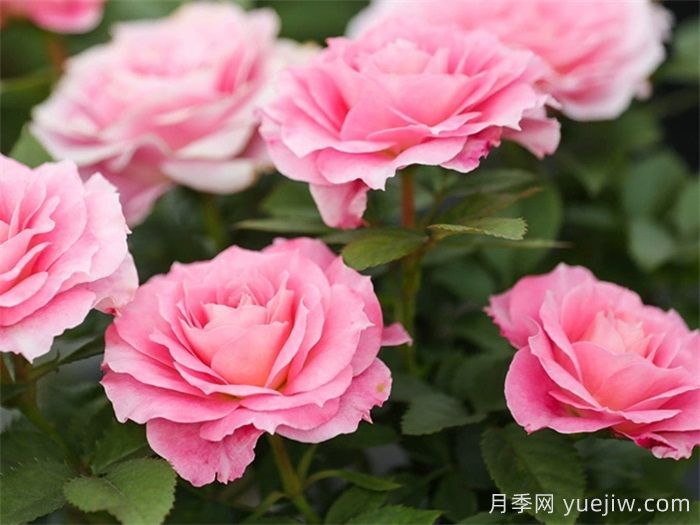 陽臺養(yǎng)月季，必備的三款粉色系月季(圖2)