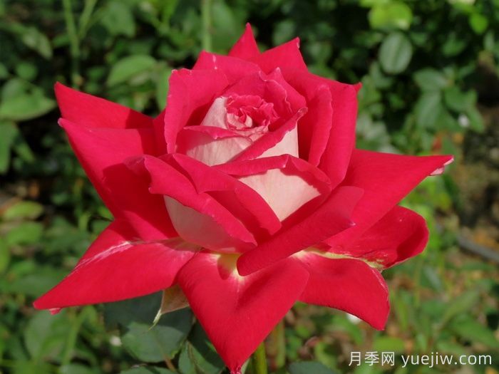 春季月季移栽，一定要檢查根部預(yù)防根腐病(圖1)