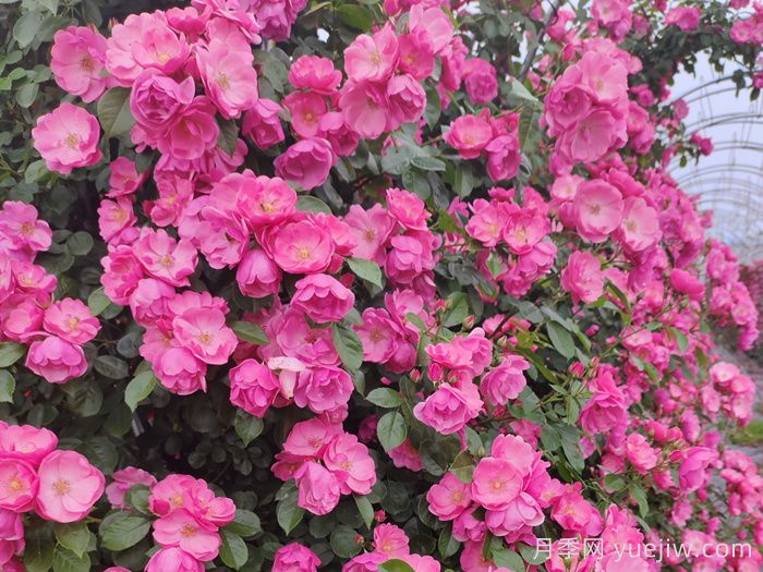 四季如春的花園，一定有棵四季藤本月季！(圖1)