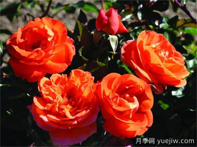 芒果陽臺月季有什么優(yōu)缺點？(圖1)