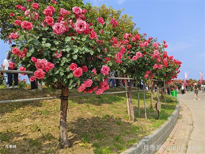 前景無限，勢如破竹的彩色樹木(圖1)
