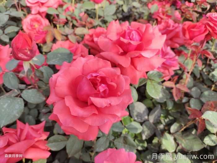 月季花在中國(guó)有哪些受歡迎的品種？(圖1)