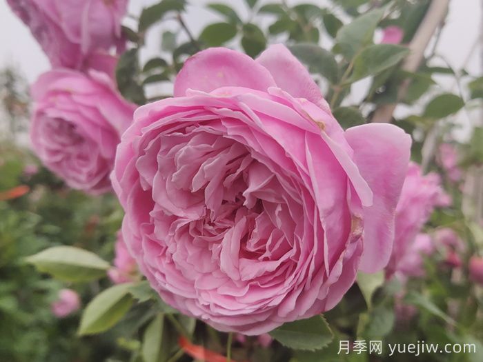 月季花在中國(guó)有哪些受歡迎的品種？(圖3)