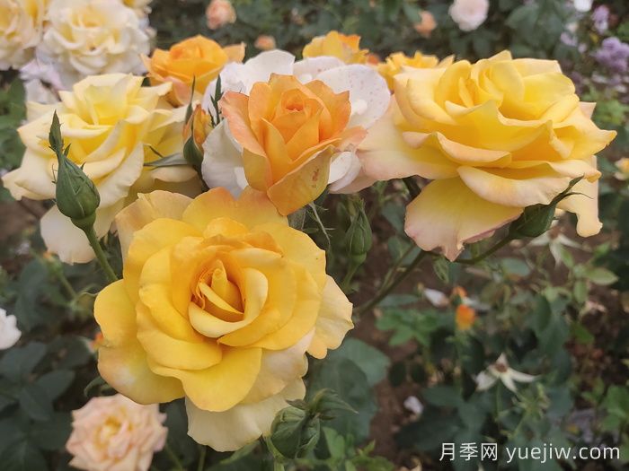 月季花品種會隨著時間發(fā)展而減少嗎？(圖1)