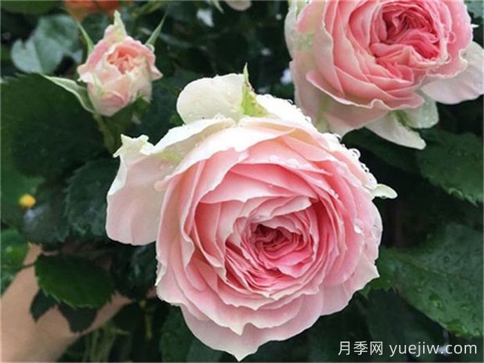 花期長(zhǎng)且好養(yǎng)的月季有哪些？(圖2)