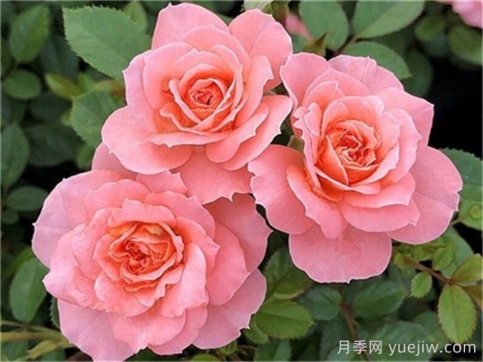 三文魚月季和珊瑚果凍月季的區(qū)別？(圖1)