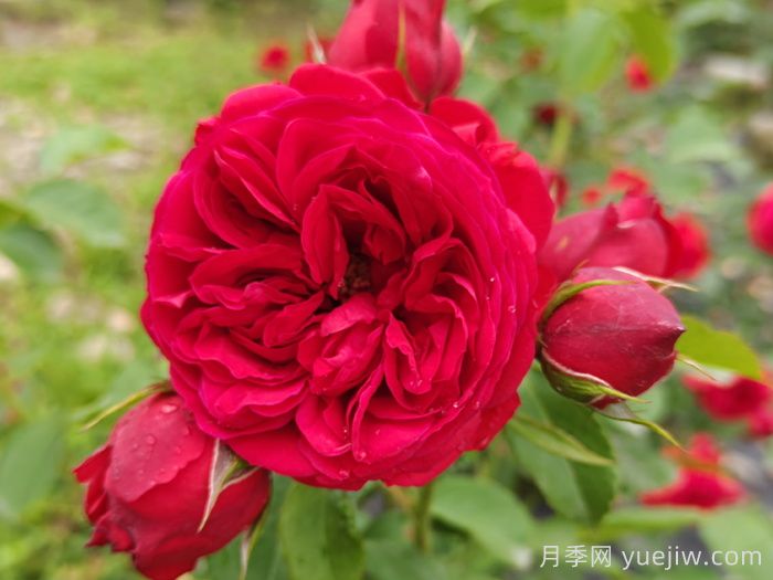 紅蘋果月季和紅舞裙月季有什么區(qū)別？(圖1)