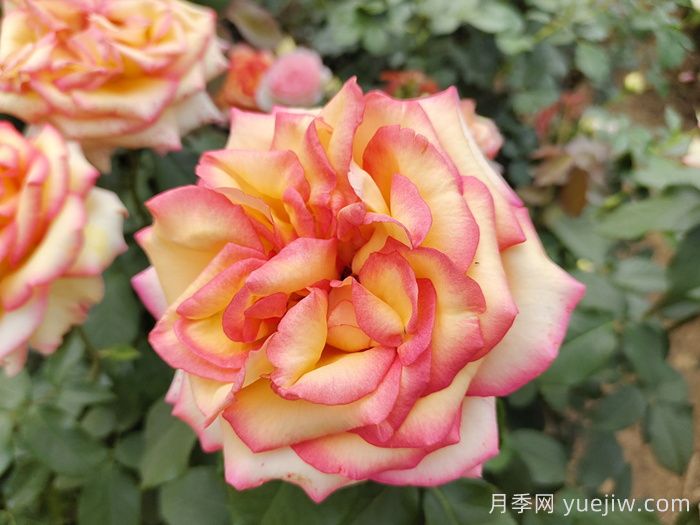 想要月季多開花、花質(zhì)好？學(xué)會這三點(diǎn)(圖1)
