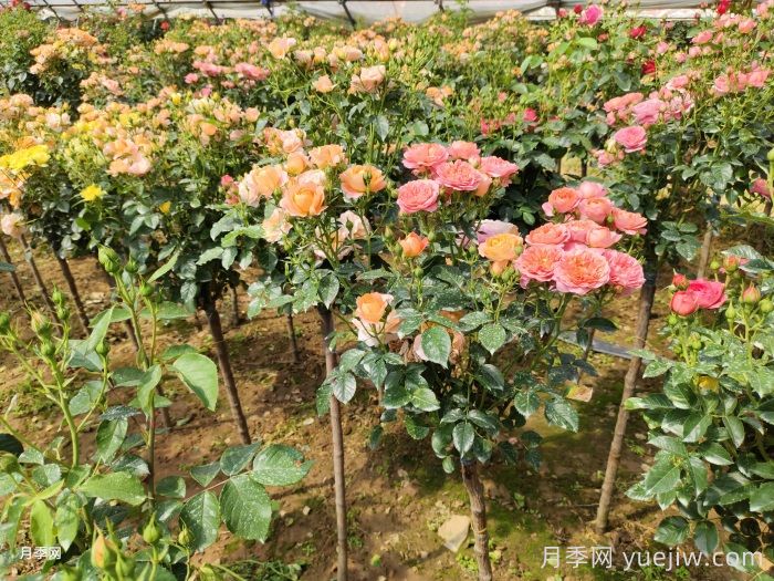 多色棒棒糖，讓一株月季開出多色花(圖1)