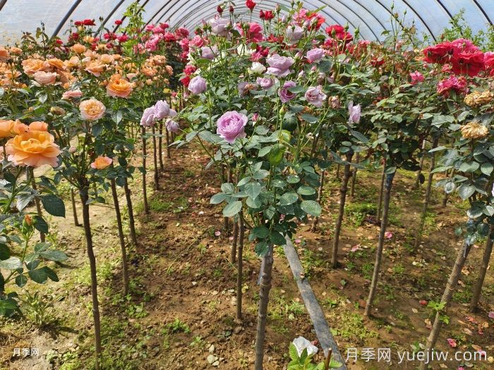 多色棒棒糖，讓一株月季開出多色花(圖2)