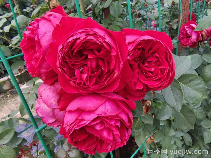 新疆可以種植哪些月季花品種？(圖3)