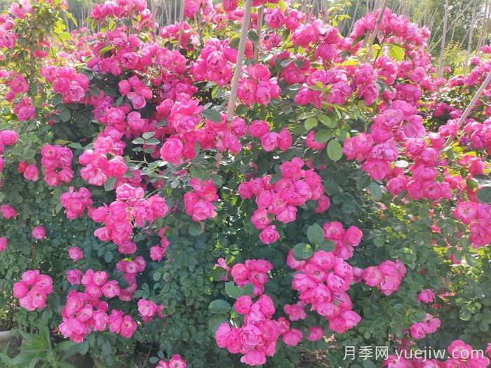西藏園林綠化有哪些適合的月季？(圖2)