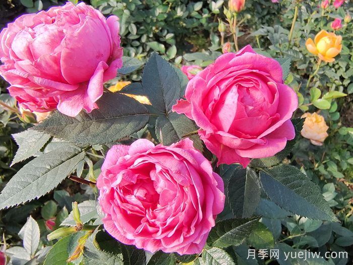 月季花的適宜生長(zhǎng)溫度是多少(圖1)