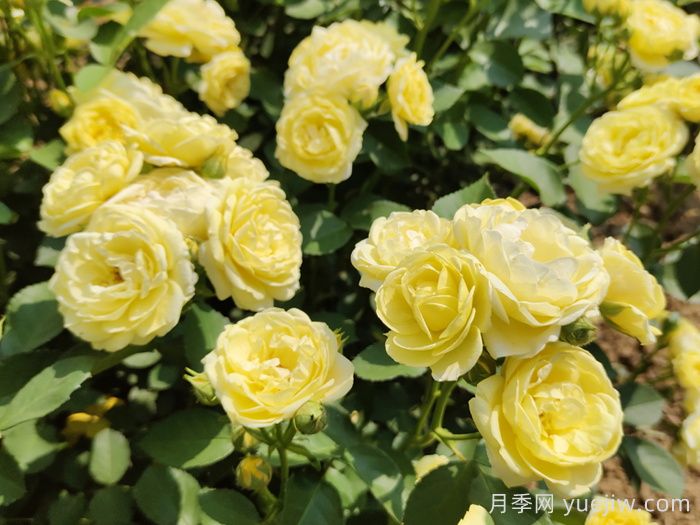 給月季花澆水時要避免澆到哪些部位？(圖1)