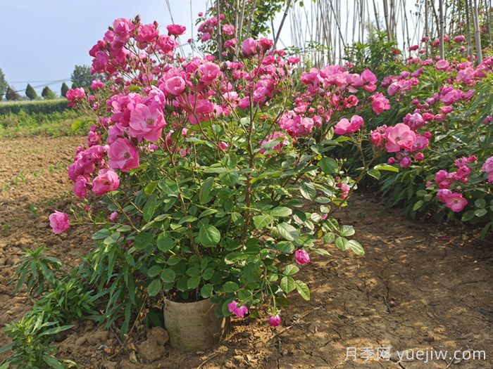 護坡可以種月季花嗎？(圖1)