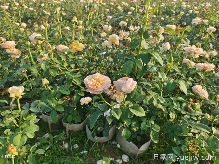 剛買(mǎi)來(lái)的月季葉黃脫落怎么辦？(圖1)
