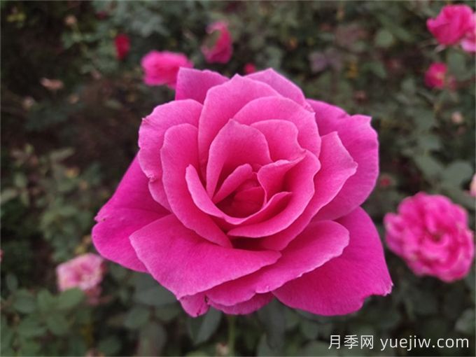 花朵直徑在15-20厘米的大花月季品種有哪些？(圖3)