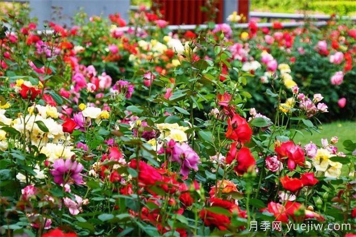 上海月季：申城月季全城開，賞月季地圖指南(圖5)