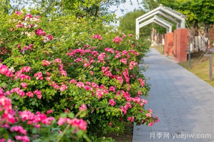 東臺(tái)月季：安吉拉開爆，東臺(tái)人走花路上班(圖2)