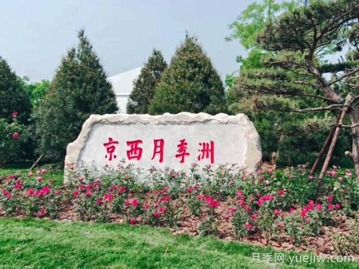 第九屆國(guó)際月季大會(huì)，北京京西月季洲開(kāi)啟頂流(圖1)