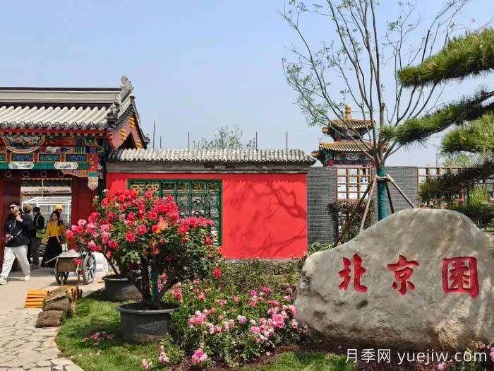 第九屆國(guó)際月季大會(huì)，北京京西月季洲開(kāi)啟頂流(圖3)