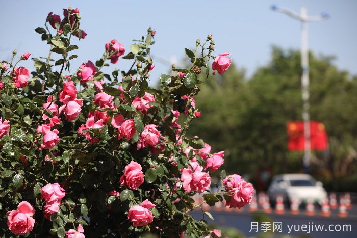 濱州月季：市花月季綻放，繁花似錦惹人醉！(圖1)