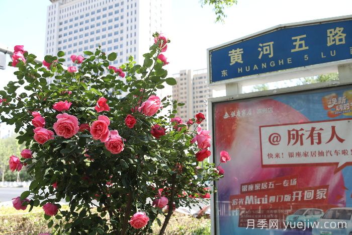 濱州月季：市花月季綻放，繁花似錦惹人醉！(圖2)