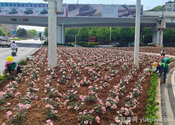 郴州月季：郴州增植月季，月季綻放驚艷花海(圖1)