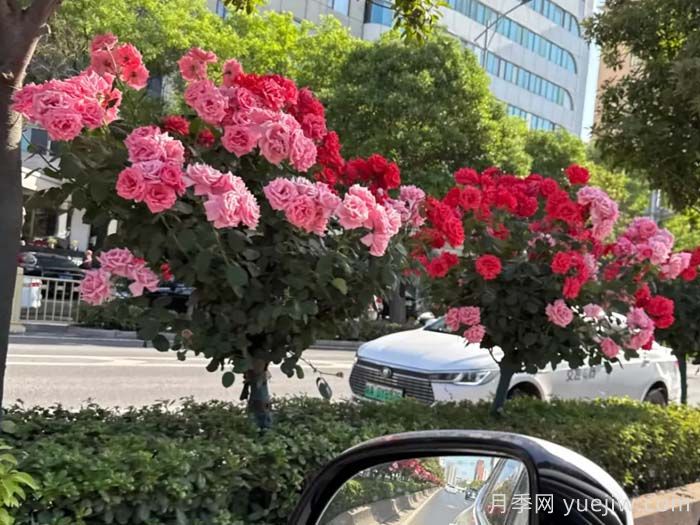 西安月季：一路絢爛，素質(zhì)月季花開滿西安(圖1)