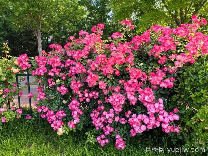 濰坊月季：月季在哪里？主干道萬(wàn)株月季盛開(kāi)(圖1)