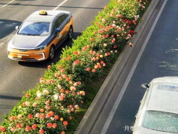 北京豐臺17.6公里月季項鏈上線，三環(huán)路變身浪漫花廊(圖1)