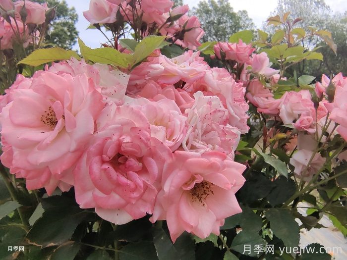 月季花后需要修剪嗎？不剪可以嗎？(圖1)