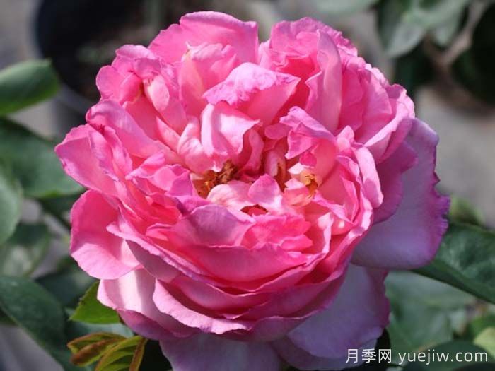 伊芙五號月季(圖1)