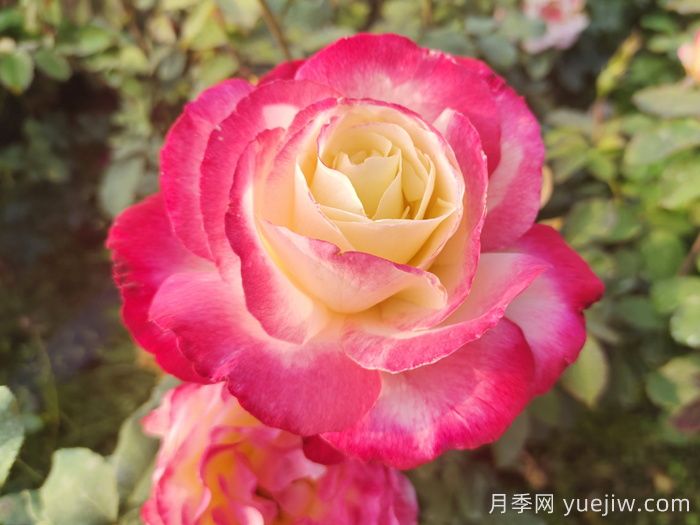 月季網(wǎng)推薦新手必入的9個(gè)大花月季(圖1)