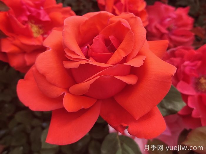 月季網(wǎng)推薦新手必入的9個(gè)大花月季(圖2)