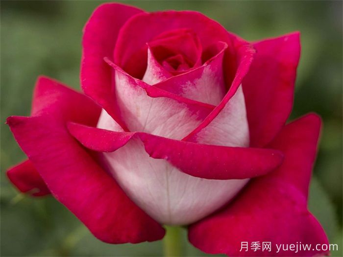 月季網(wǎng)推薦新手必入的9個(gè)大花月季(圖6)