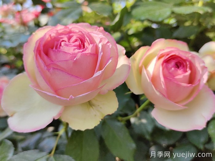 花中皇后的秘密，你不知道的月季知識(圖1)