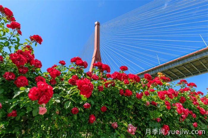 上海浦東濱江前灘月季園，置身月季花海(圖3)
