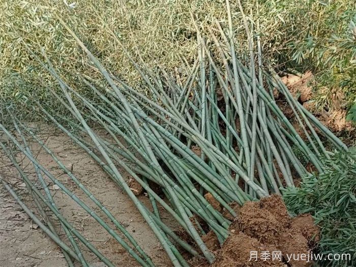 竹子的種類特性、分布狀況和應(yīng)用前景(圖1)
