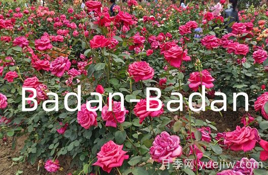 德國巴登巴登月季競(jìng)賽獎(jiǎng)(Badan-Badan)(圖1)