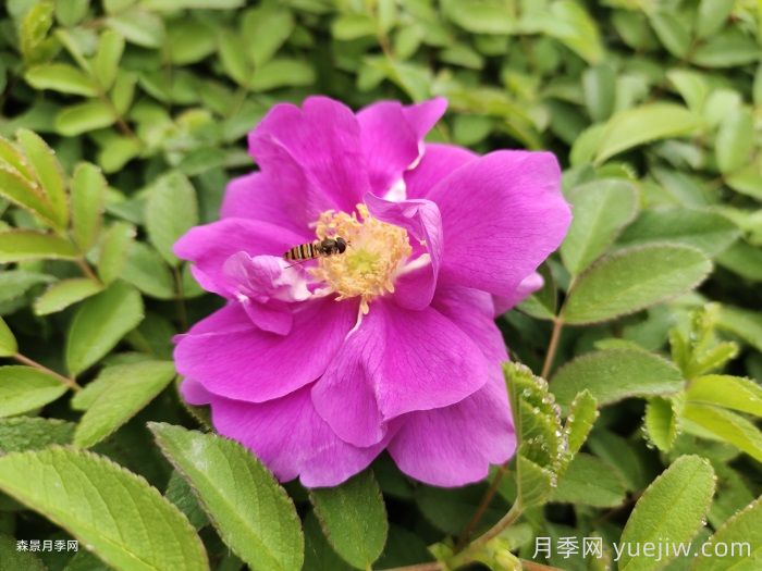 月季和玫瑰是一種花嗎？(圖2)