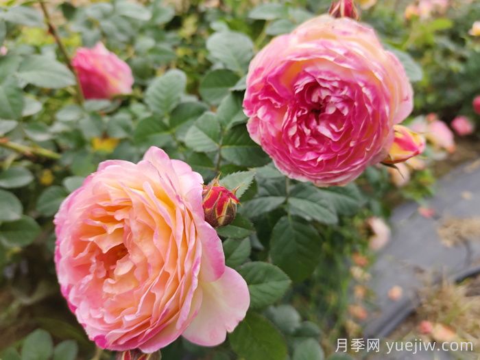 灌木月季和藤本月季，大月季的區(qū)別點(diǎn)？(圖2)