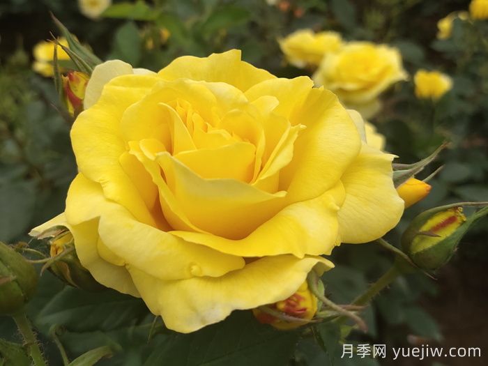 月季花有什么顏色？10大色系(圖3)