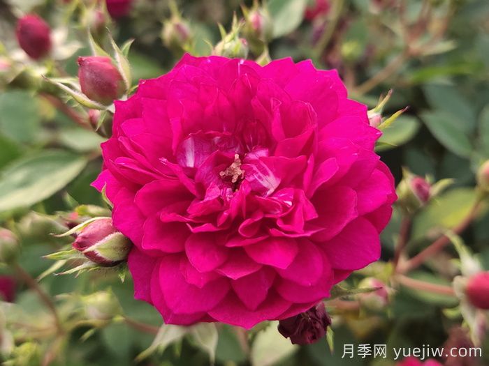 11種經(jīng)典微型月季花，顏值與實力兼具，陽臺黨***愛(圖3)
