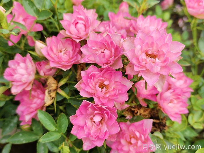 11種經(jīng)典微型月季花，顏值與實力兼具，陽臺黨***愛(圖1)
