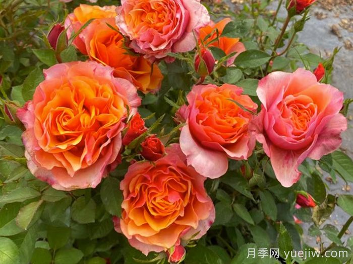 11種經(jīng)典微型月季花，顏值與實力兼具，陽臺黨***愛(圖4)