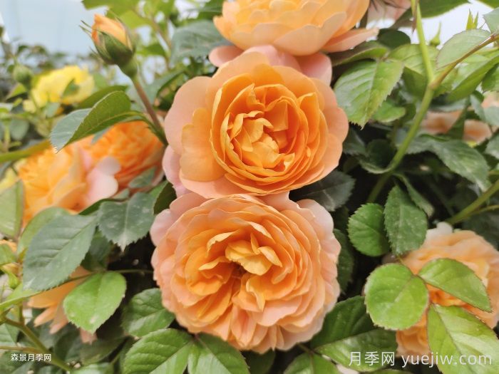 11種經(jīng)典微型月季花，顏值與實力兼具，陽臺黨***愛(圖6)