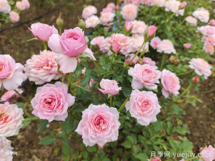 11種經(jīng)典微型月季花，顏值與實力兼具，陽臺黨***愛(圖5)
