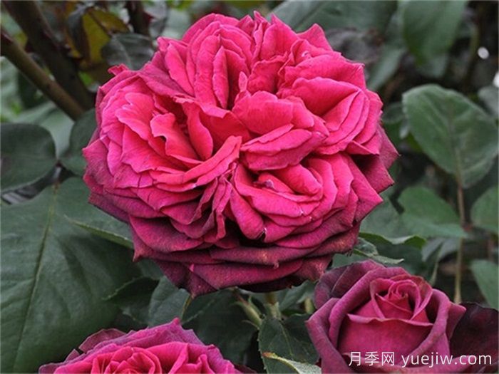 普及12種月季，養(yǎng)不死得小強月季(圖1)